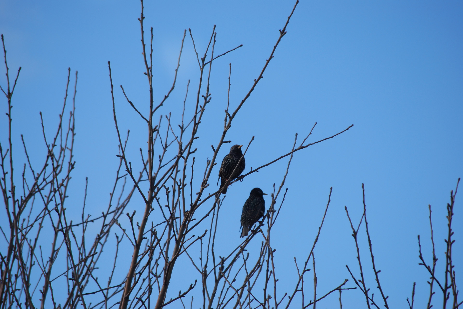 birds tree apple tree free photo