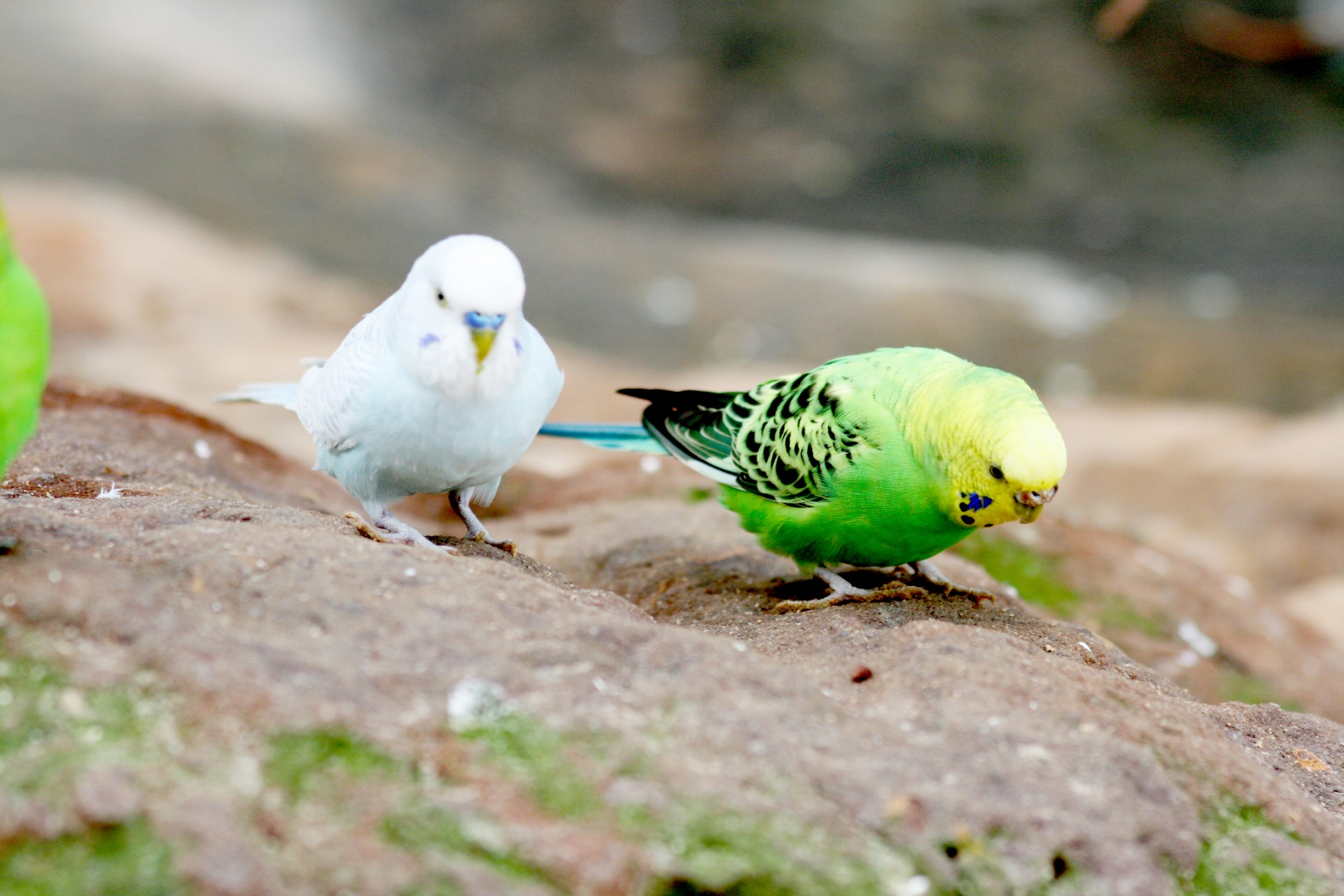 birds parakeets wings free photo