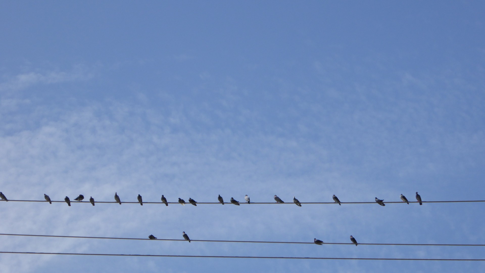 birds wire blue free photo