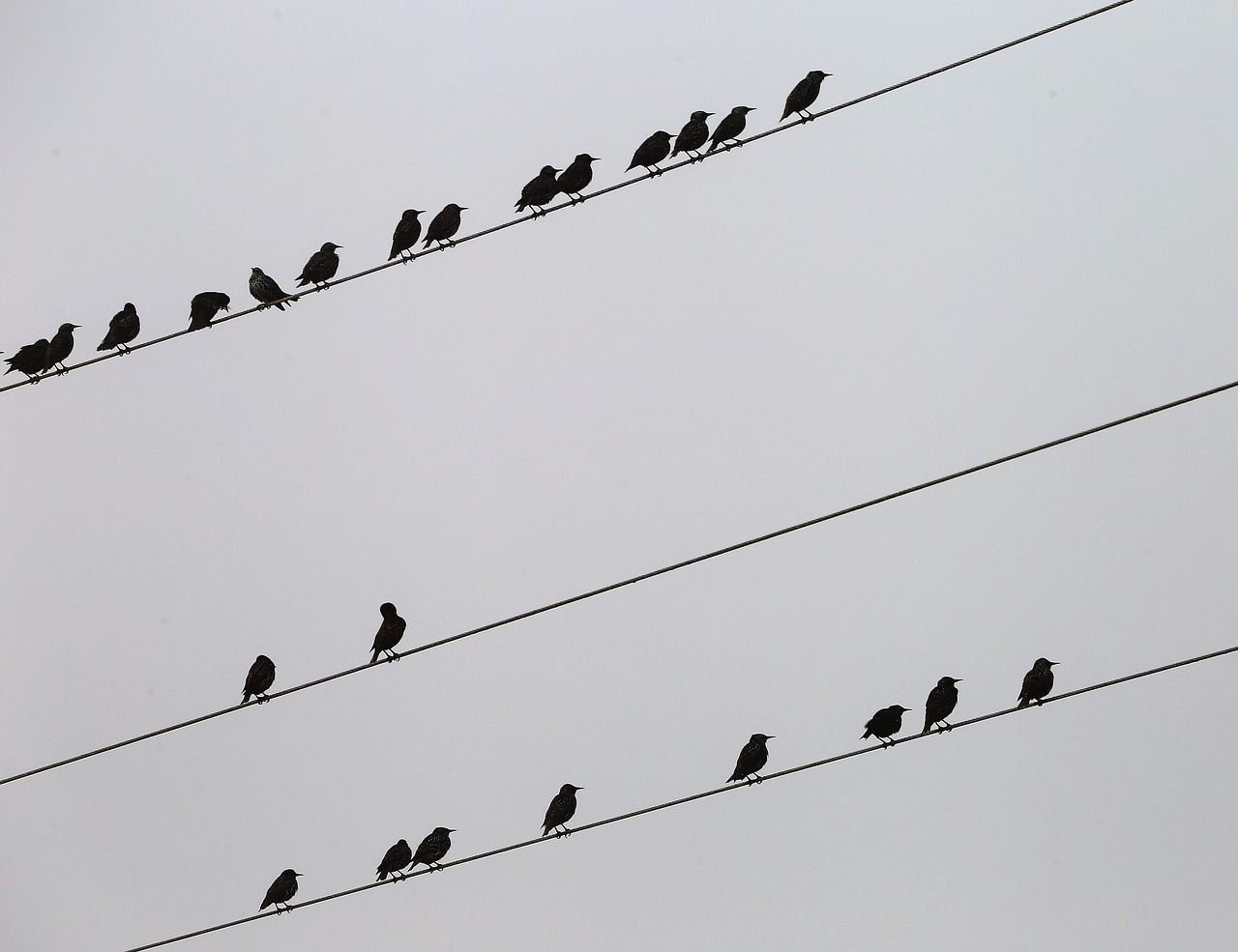 birds on electric wires  sterlings  fog free photo