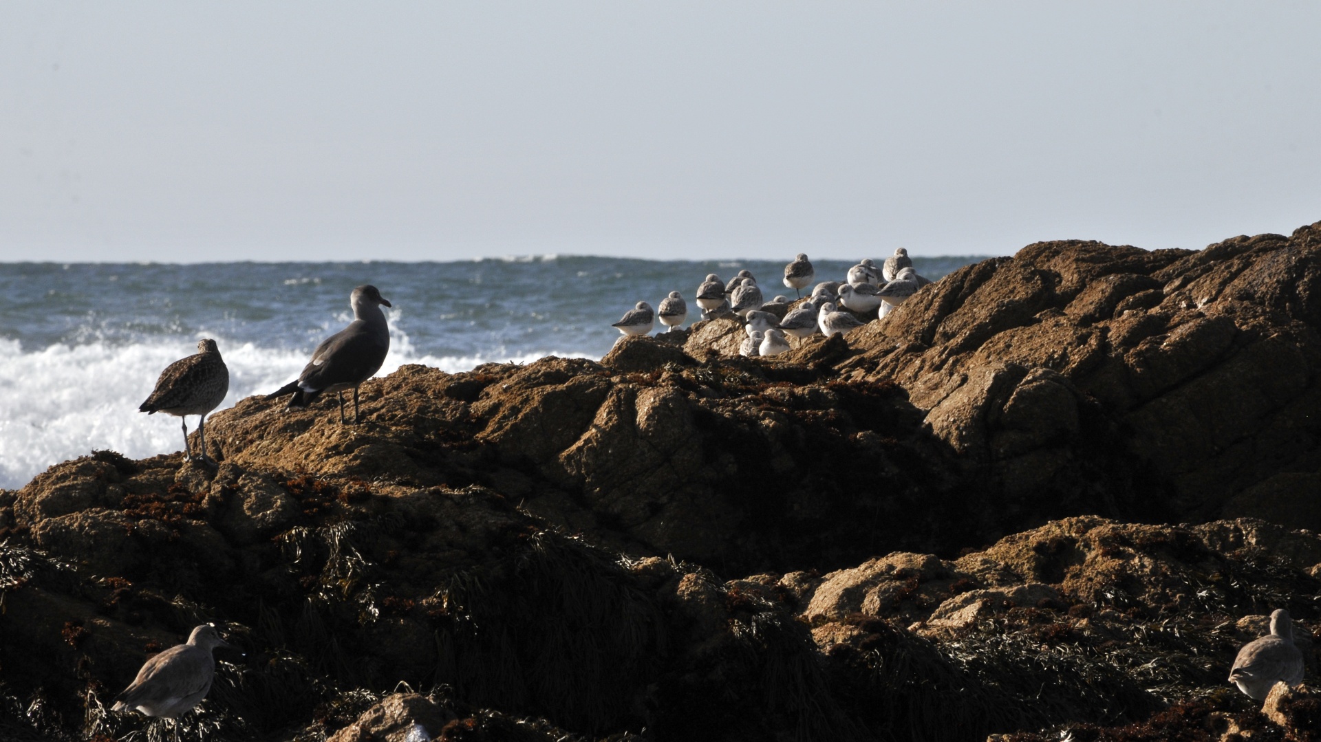 bird birds seagulls free photo