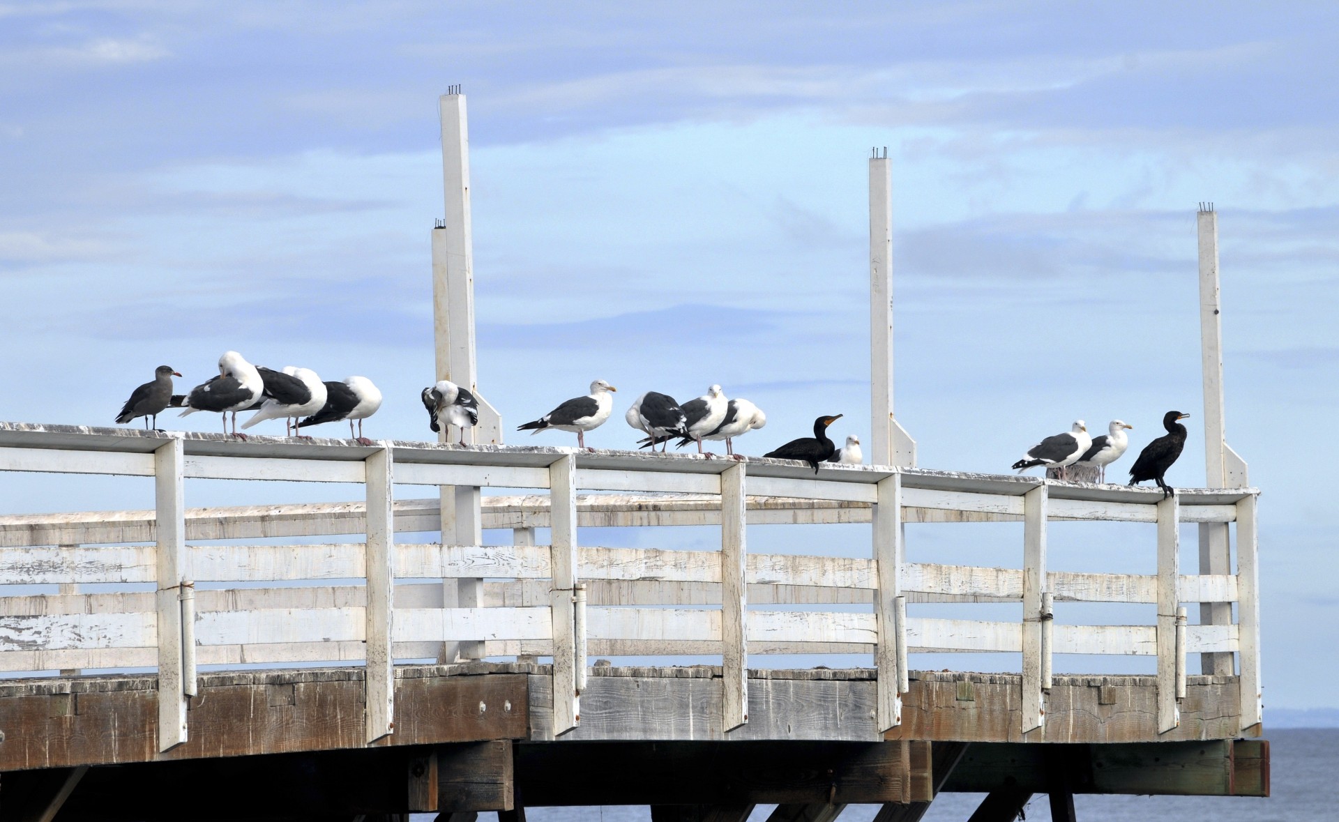 seagull seagulls bird free photo