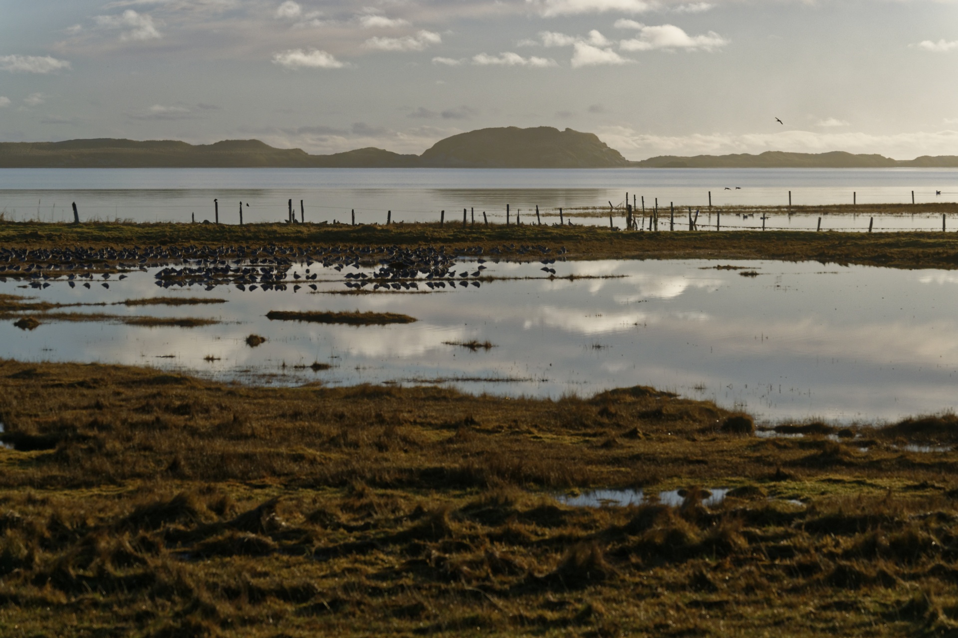 birds sea wetland free photo