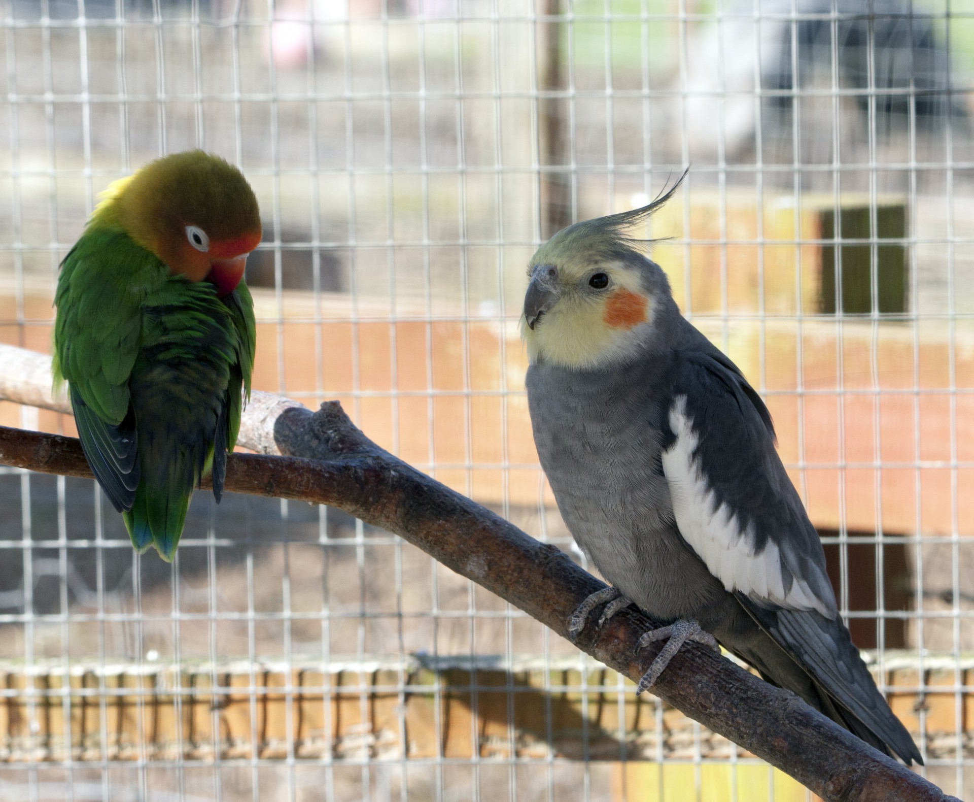 bird birds parakeet free photo