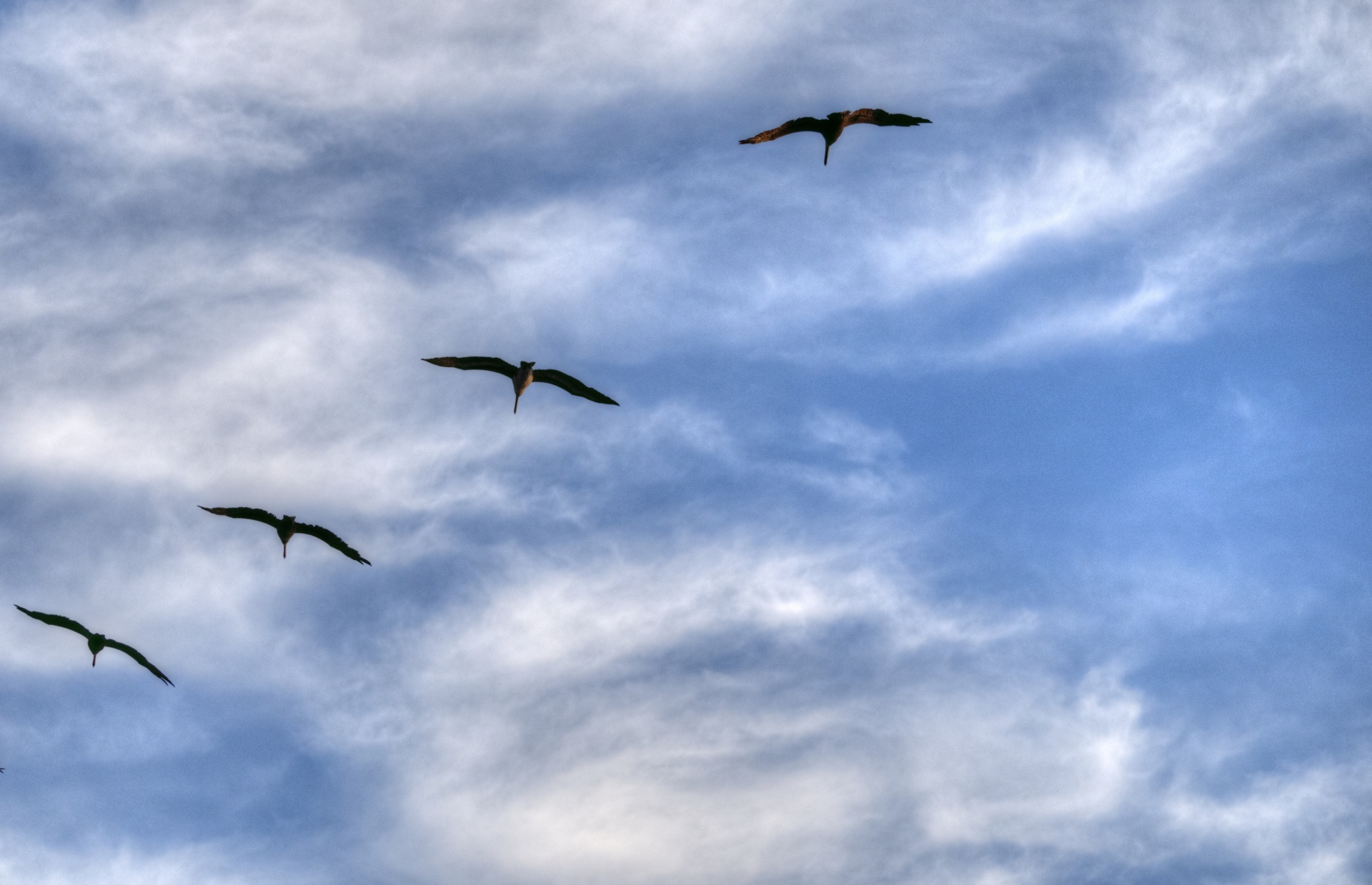 bird birds flying free photo