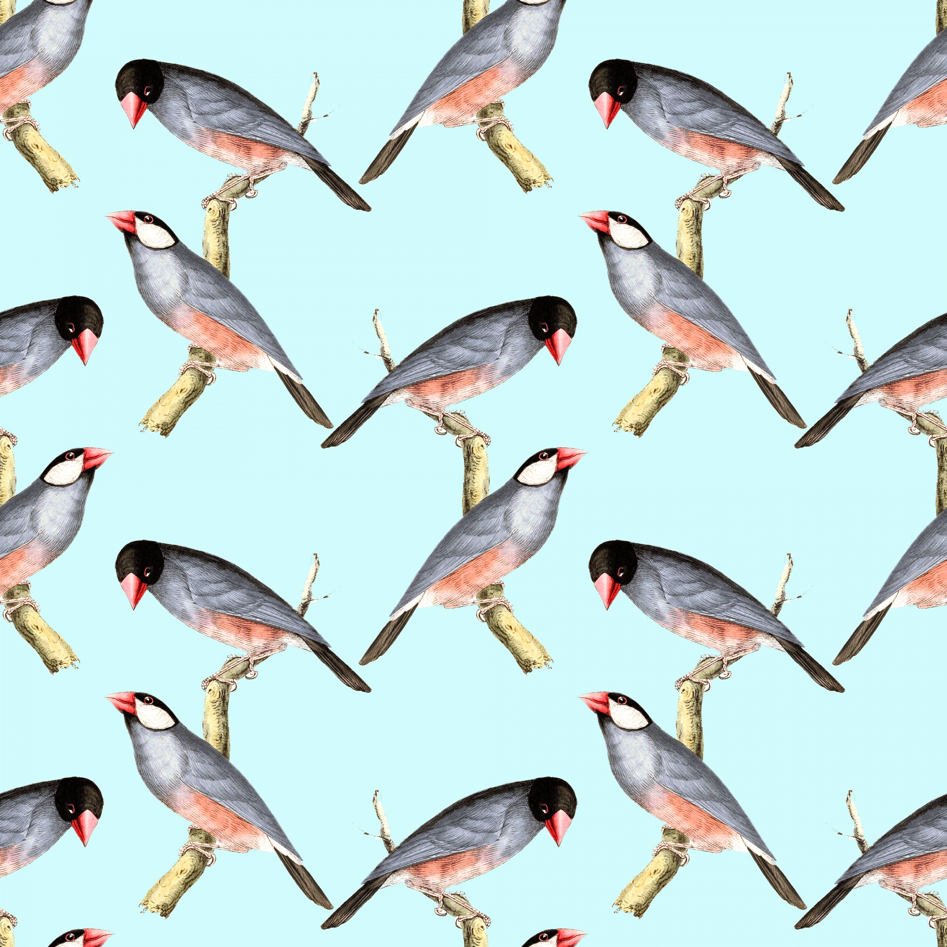 bird birds background free photo