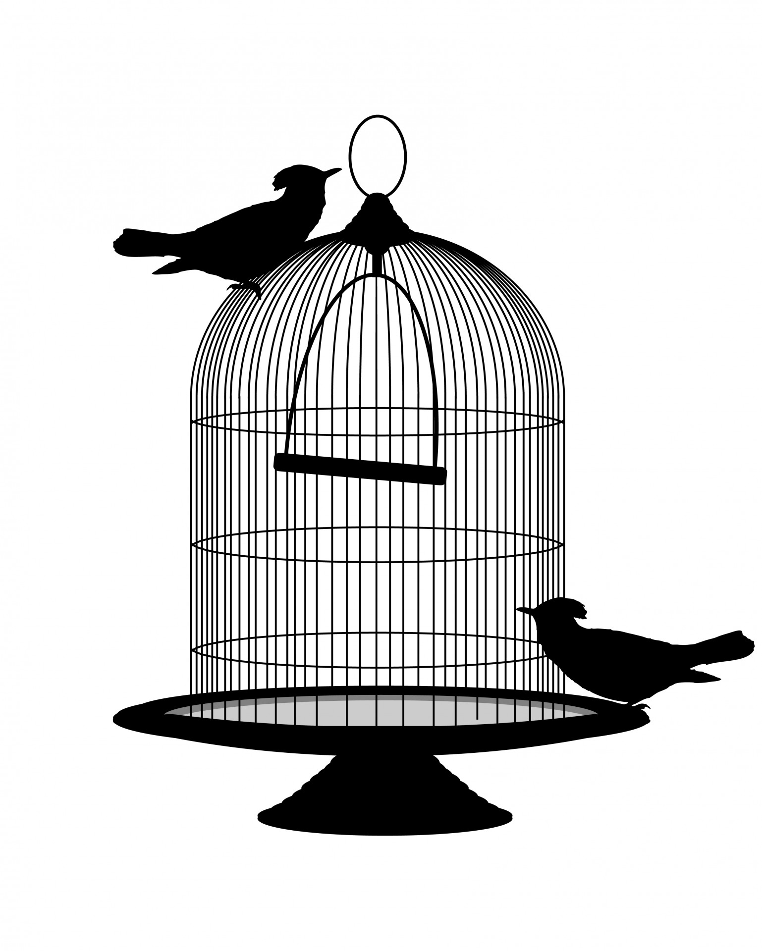 bird birds cage free photo