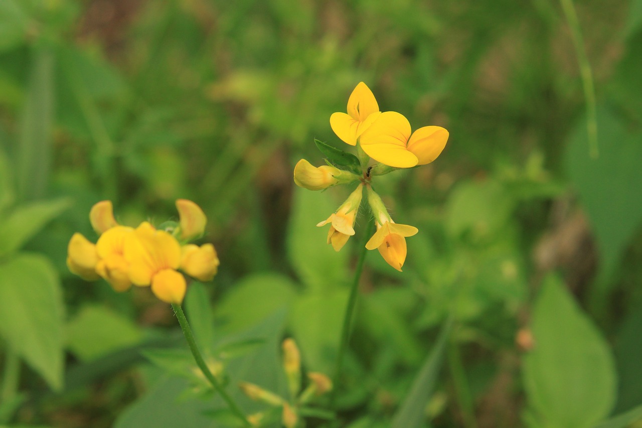 birdsfoot corniculatus flowers free photo