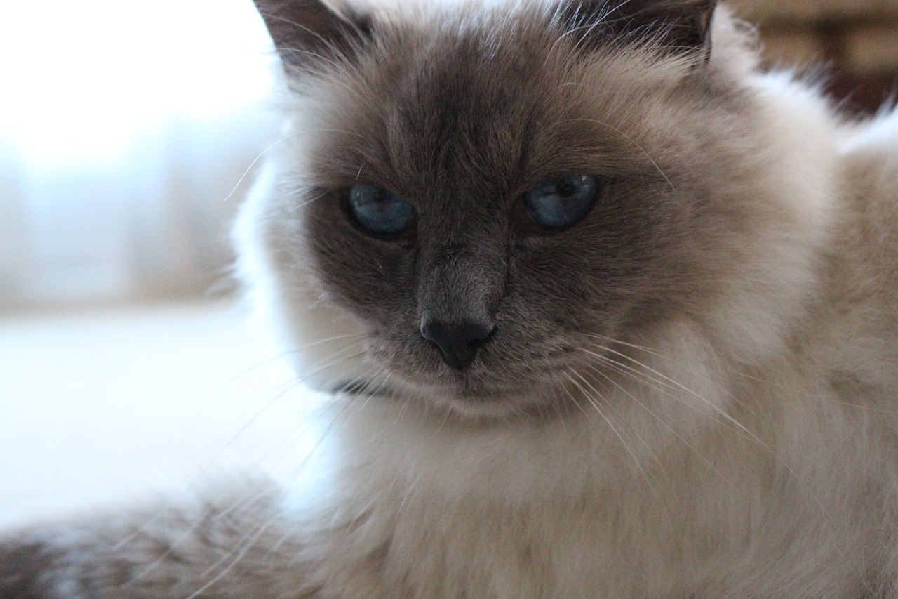 birman blue eyes cat free photo