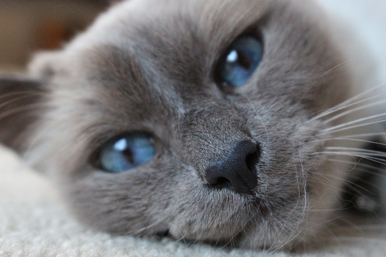 birman blue eyes cat free photo