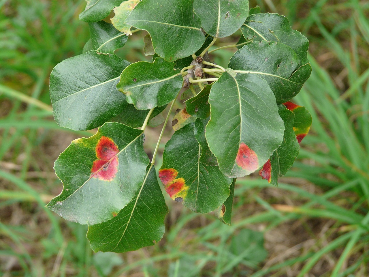 birnbaum leaves pear disease free photo