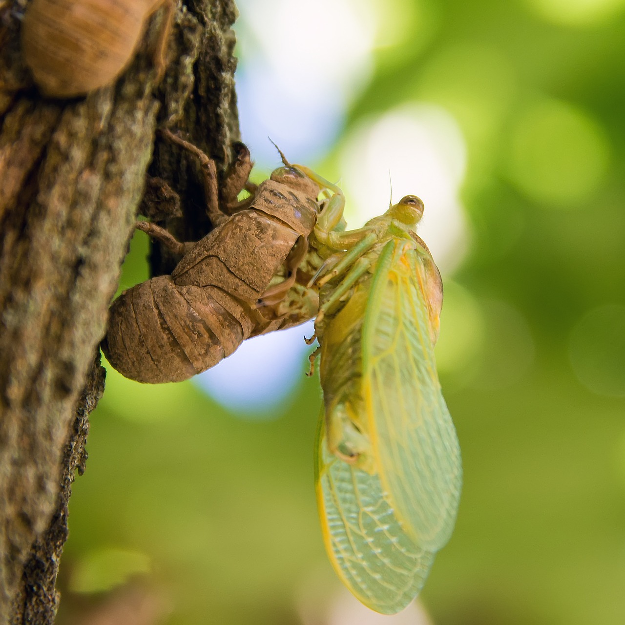birth cicada windmill gard free photo