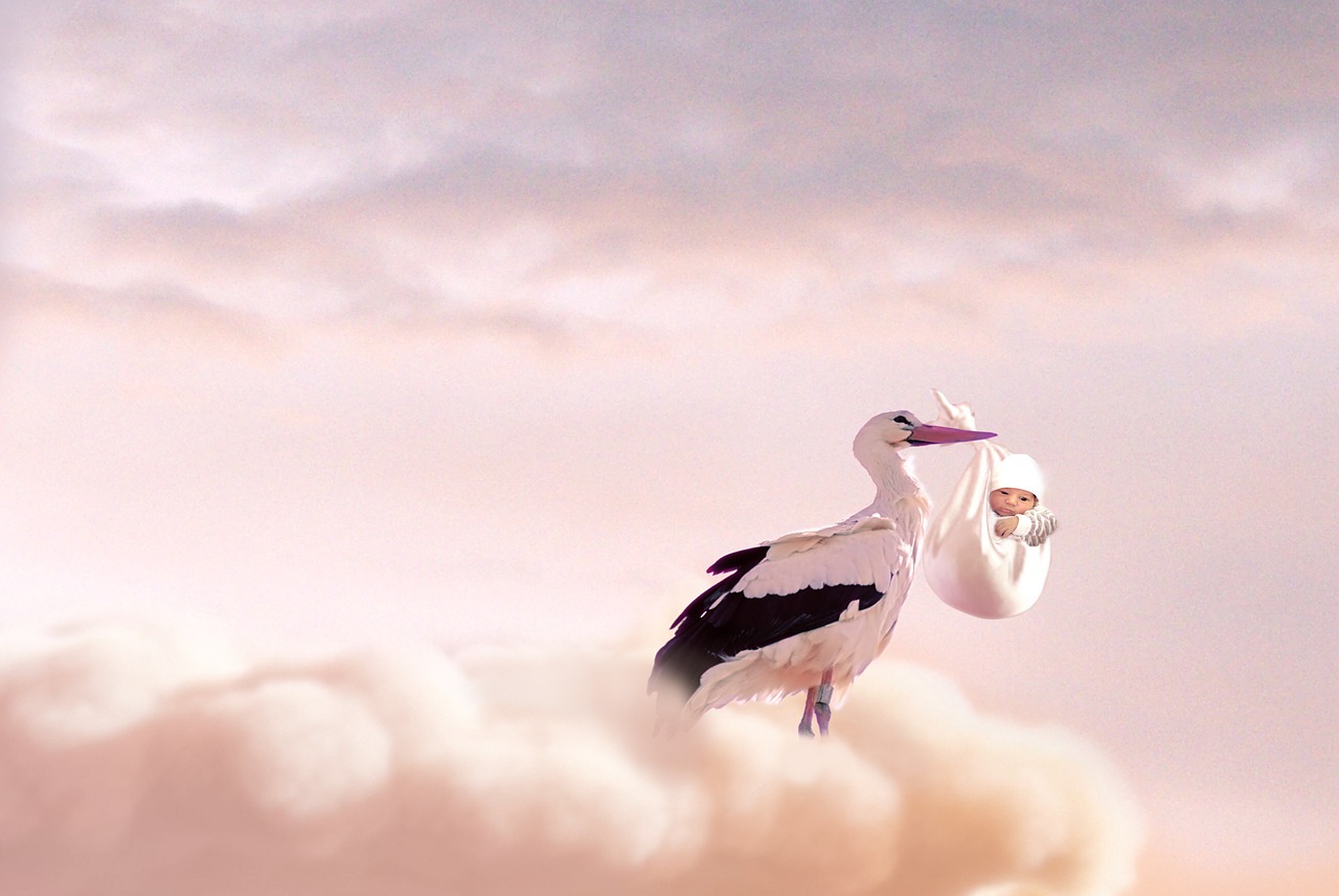 birth baby stork free photo