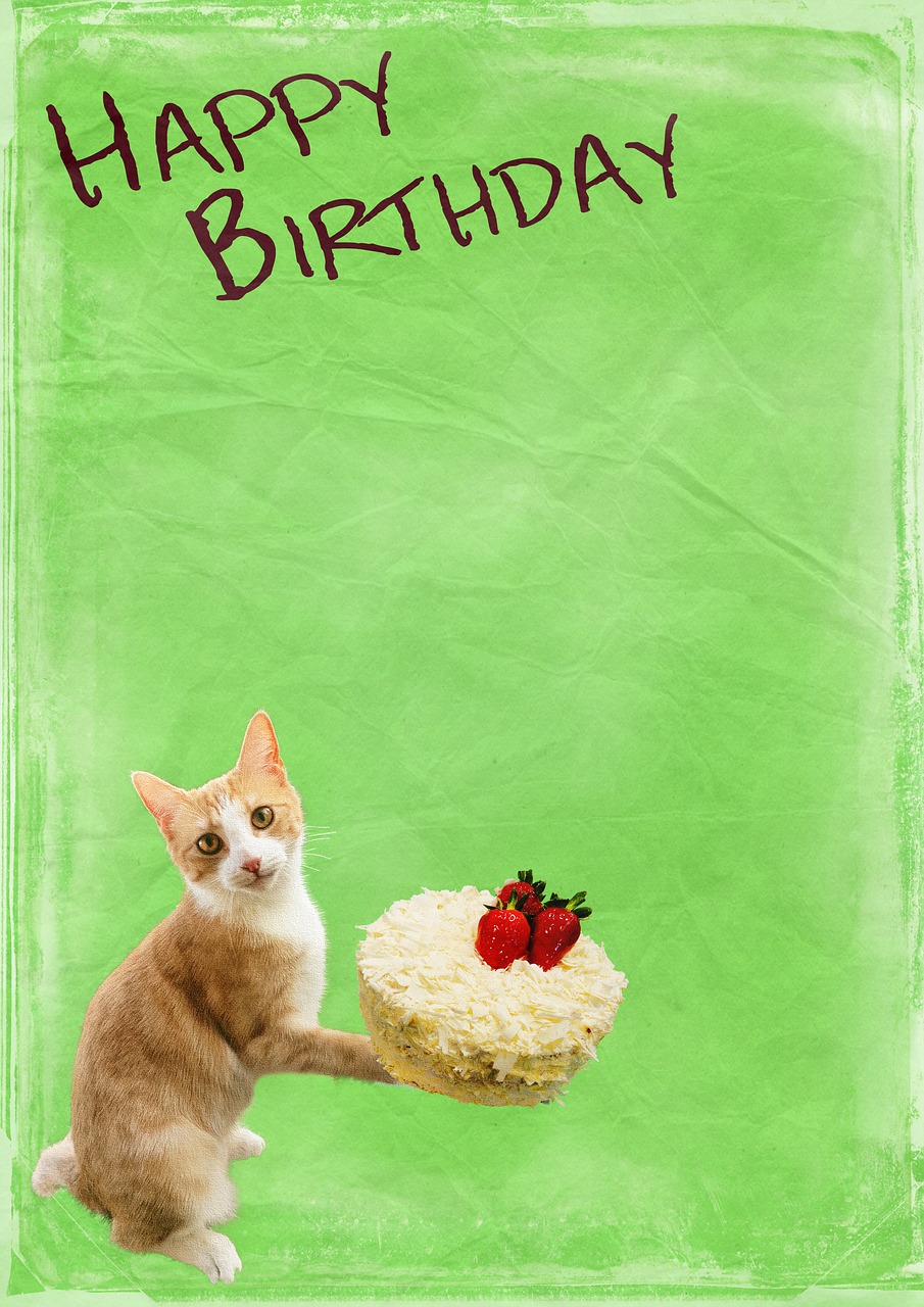 birthday cat cake free photo