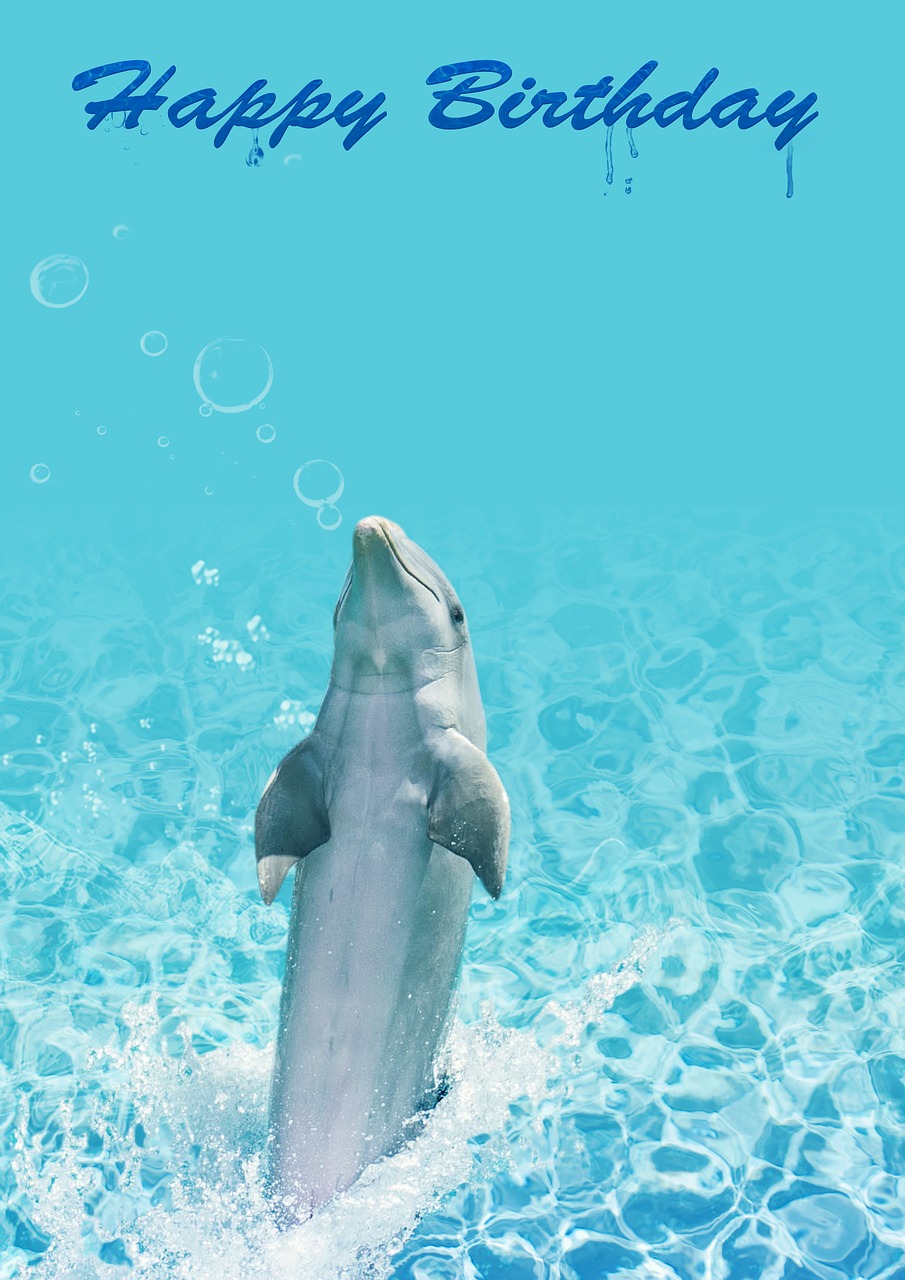 birthday dolphin water free photo