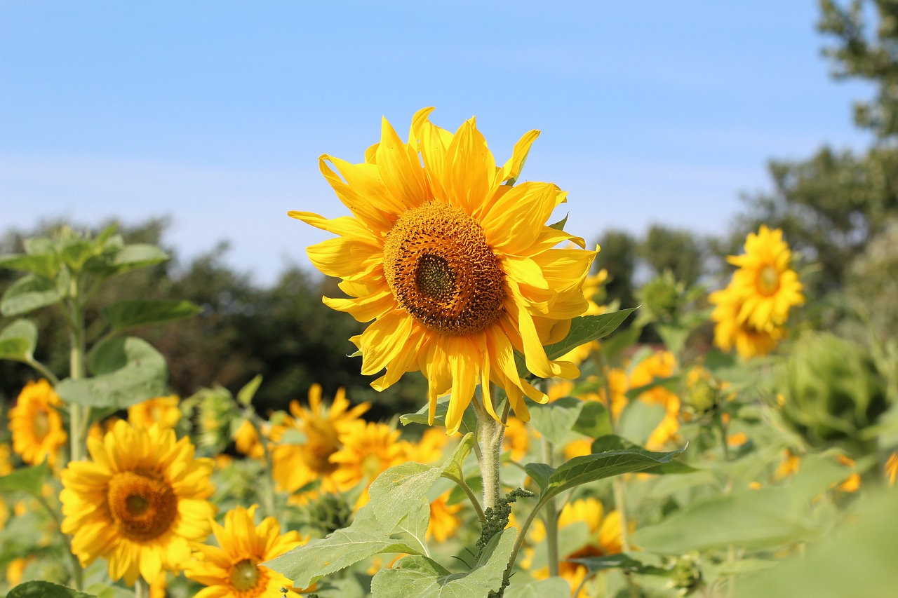 birthday bouquet sun flower sunflower field free photo