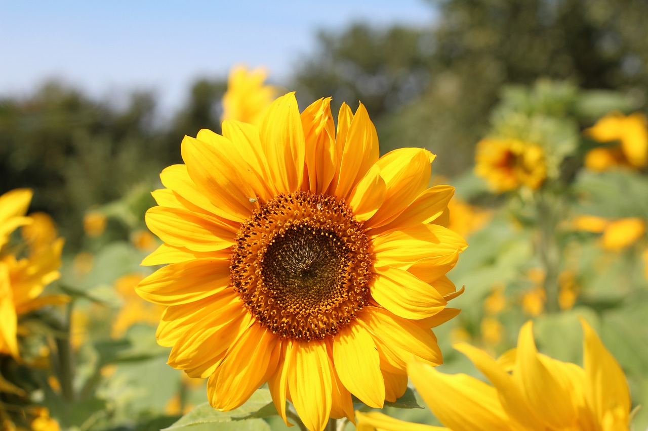 birthday bouquet sun flower sunflower field free photo