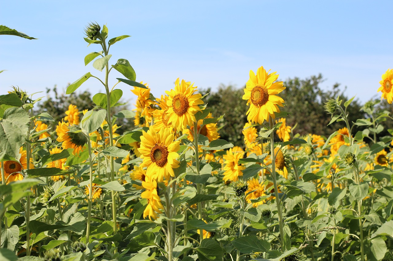 birthday bouquet sun flower sunflower field free photo