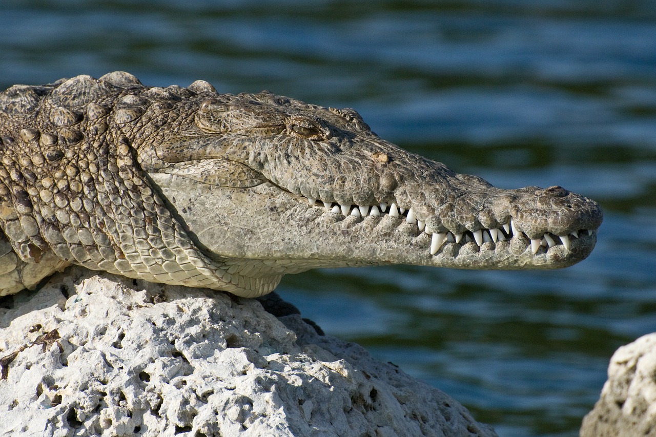 biscayne national park florida american crocodile free photo