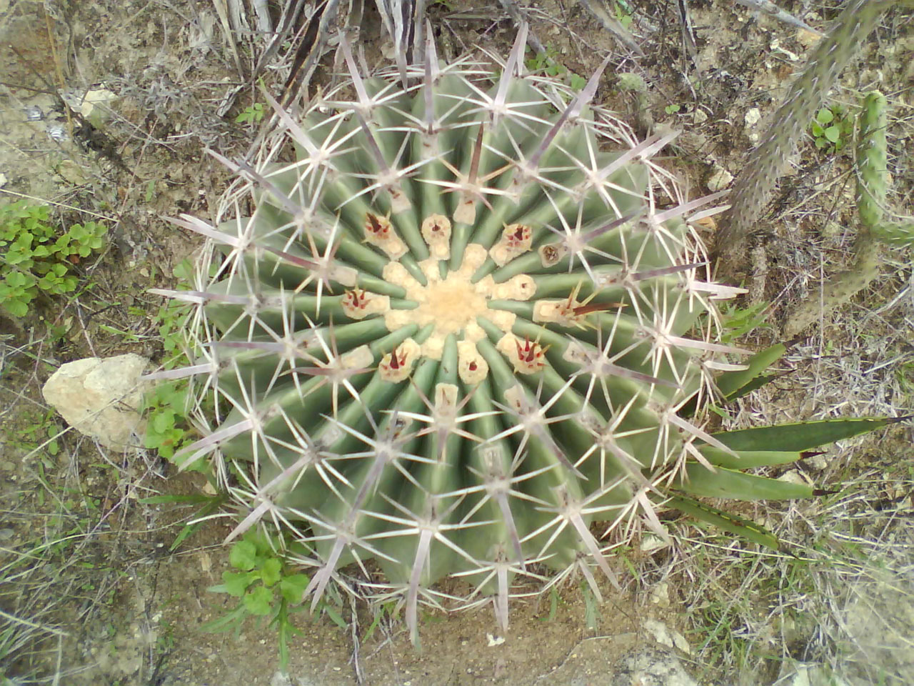 bisnaga barrel cactus free photo