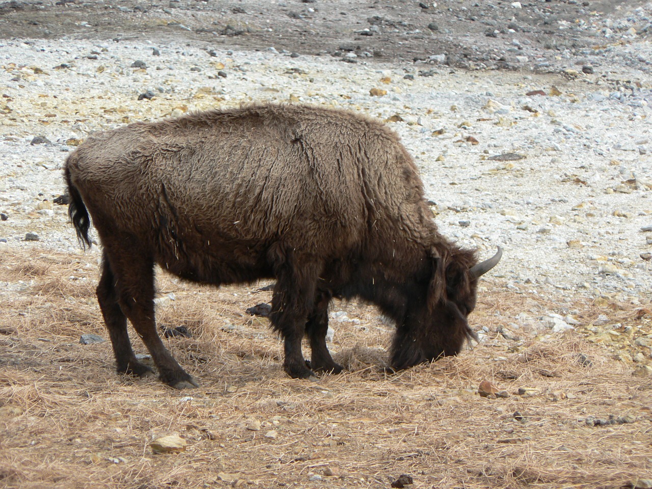bison zoo bovine free photo