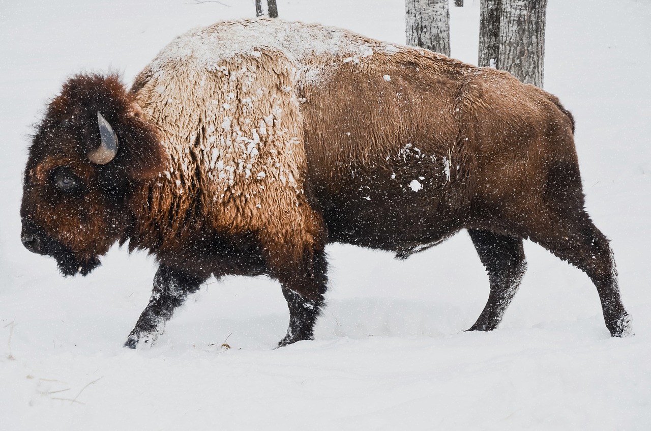 bison winter wild free photo