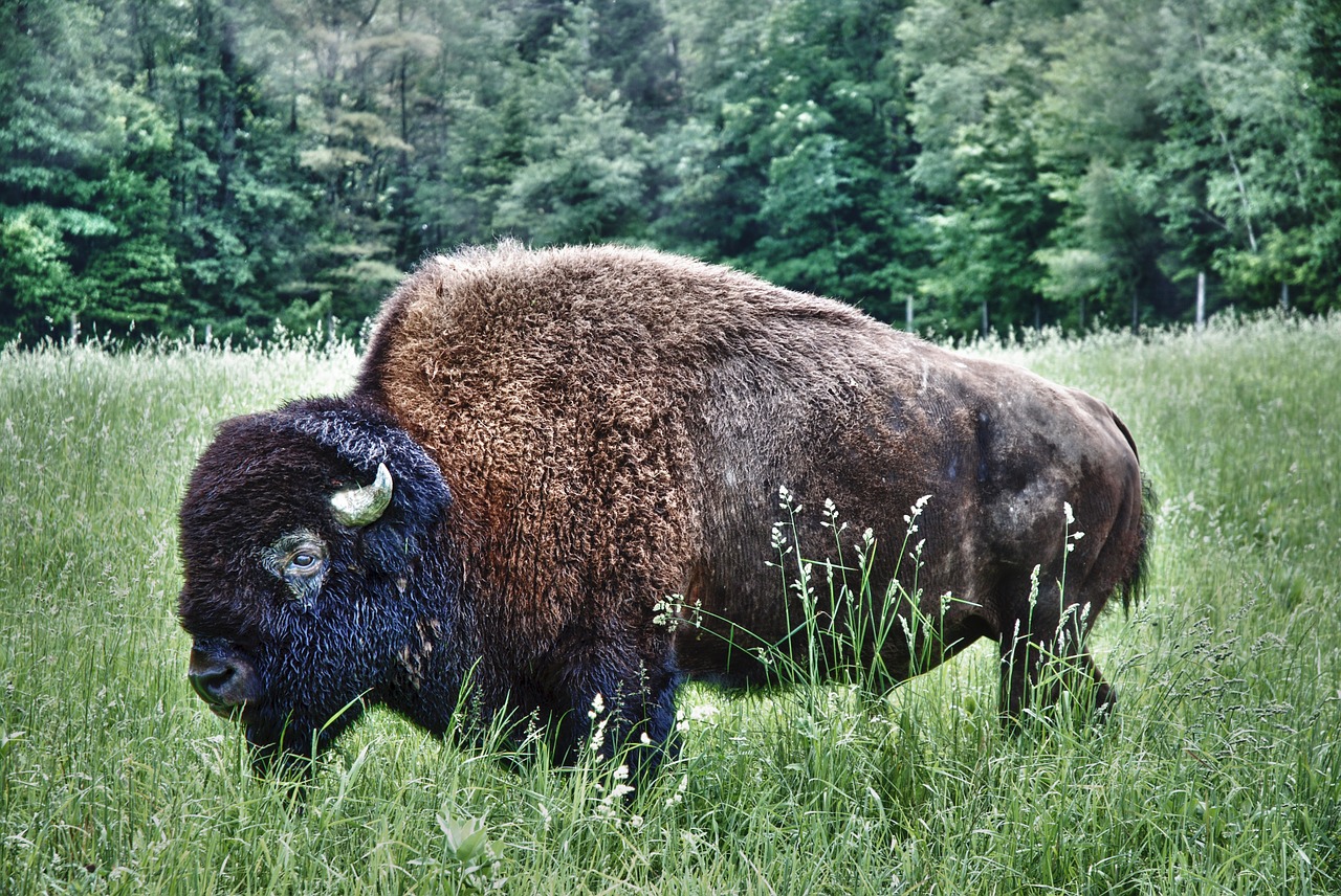 bison buffalo wet free photo