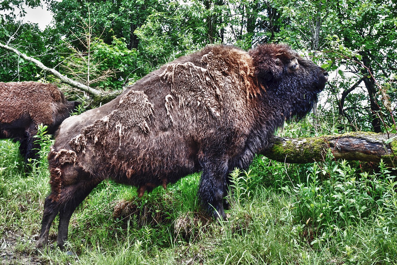 bison buffalo female free photo
