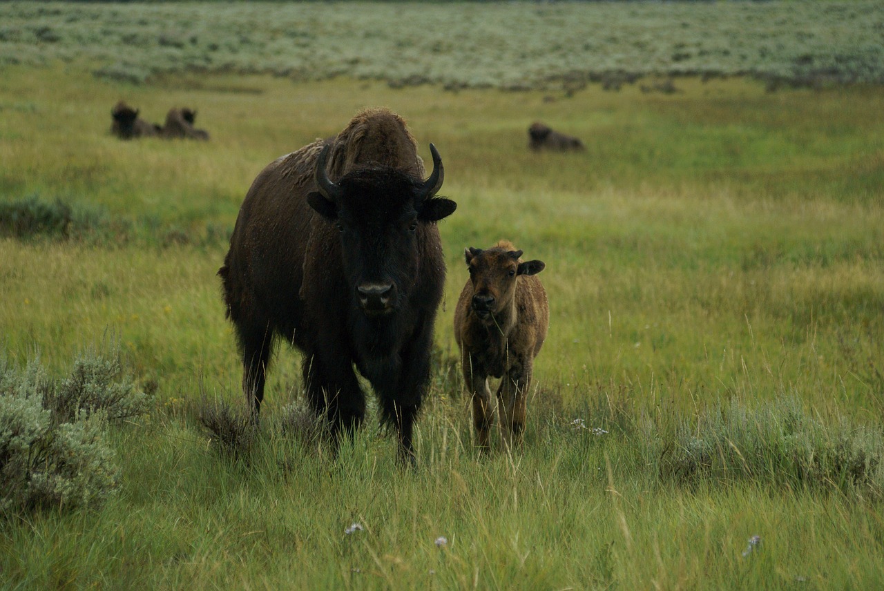 bison calf yellowstone free photo
