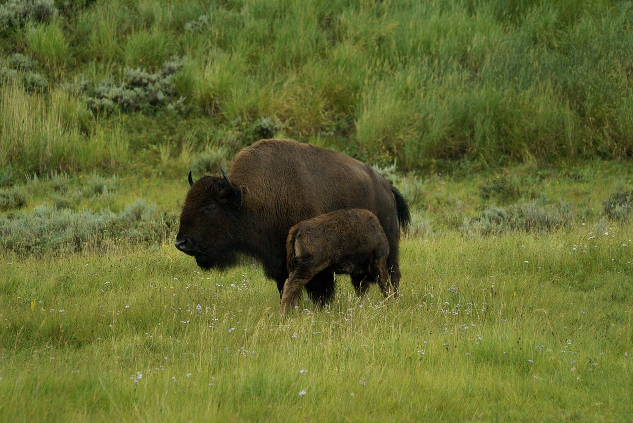 bison calf yellowstone free photo