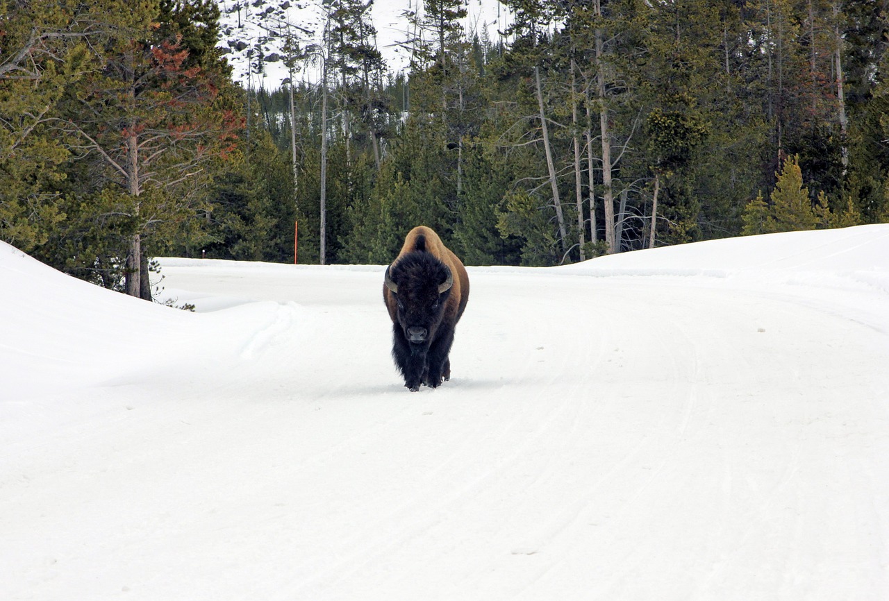 bison buffalo american free photo