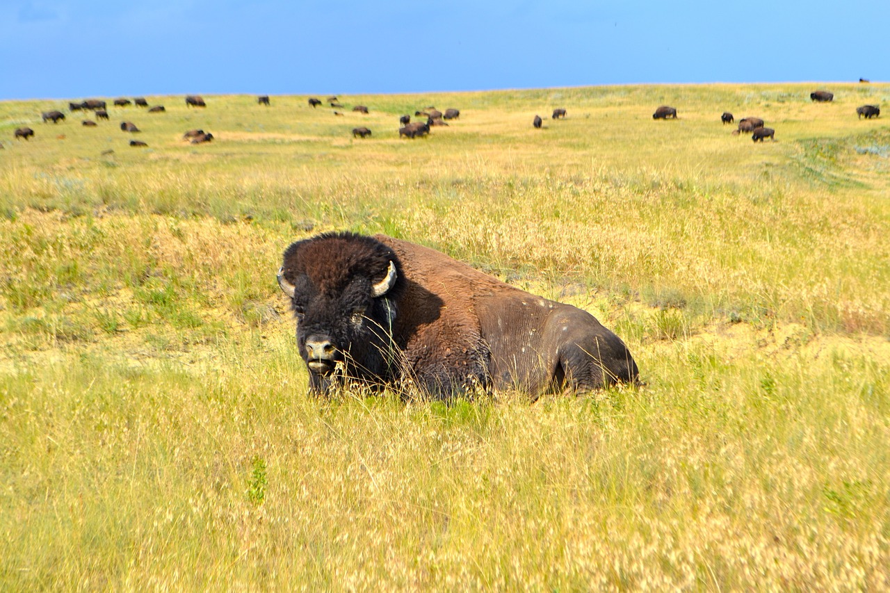 bison buffalo american free photo