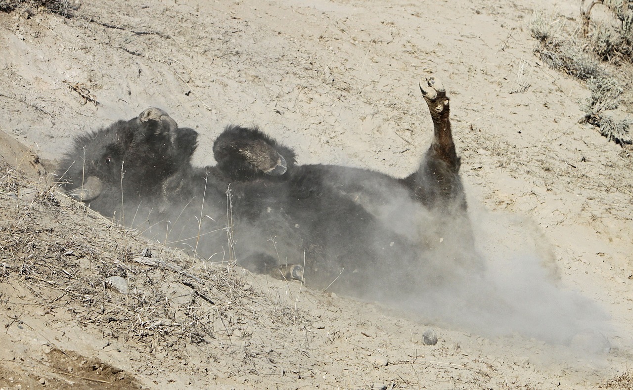 bison buffalo wallowing free photo