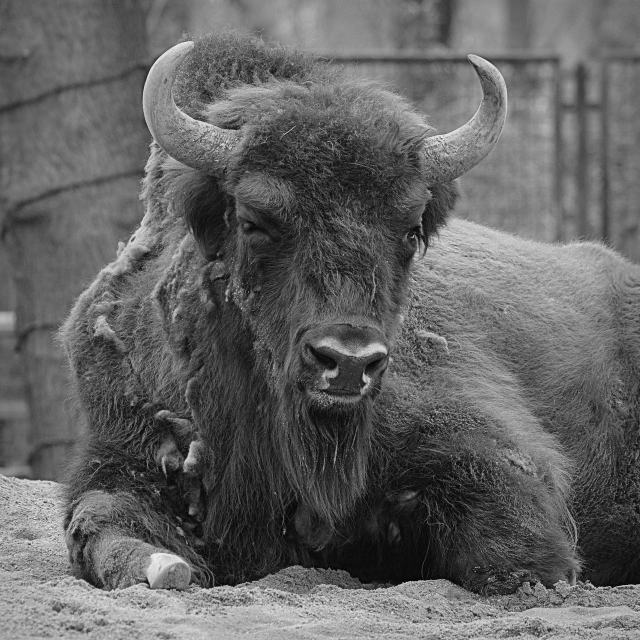 bison animal horns free photo