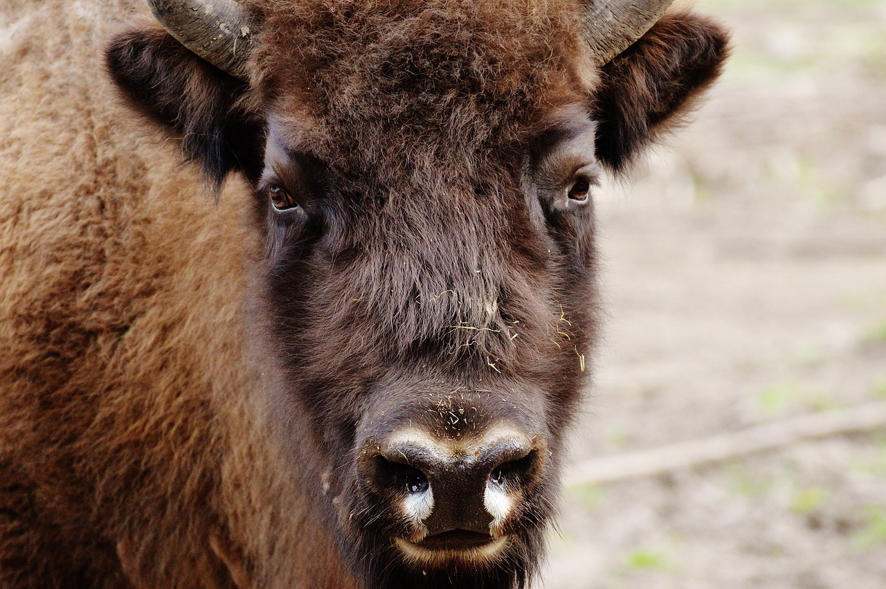 bison wildpark poing wild animal free photo