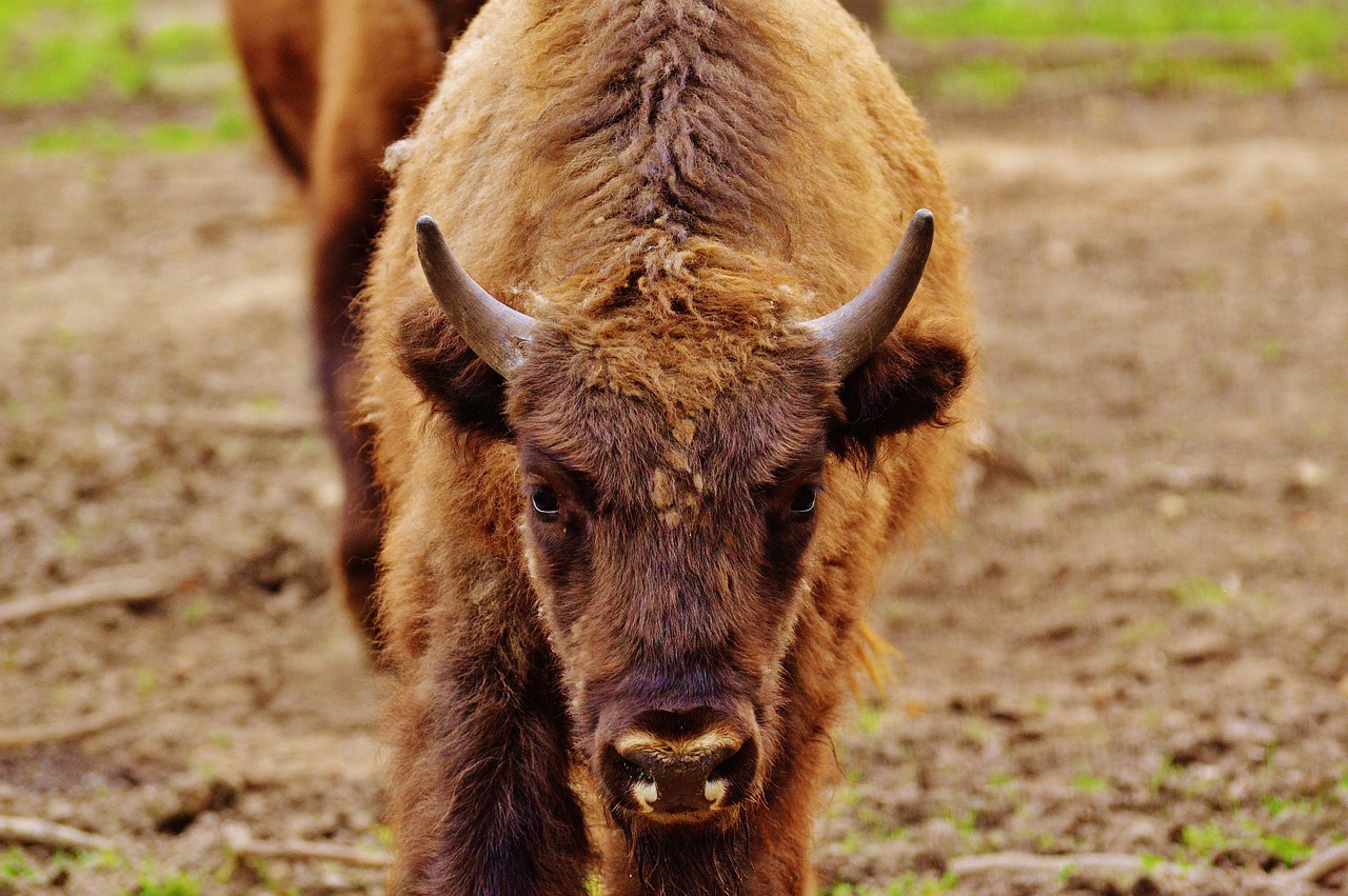 bison wildpark poing wild animal free photo