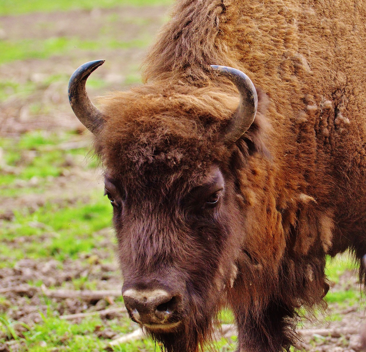 bison wildpark poing wild animal free photo