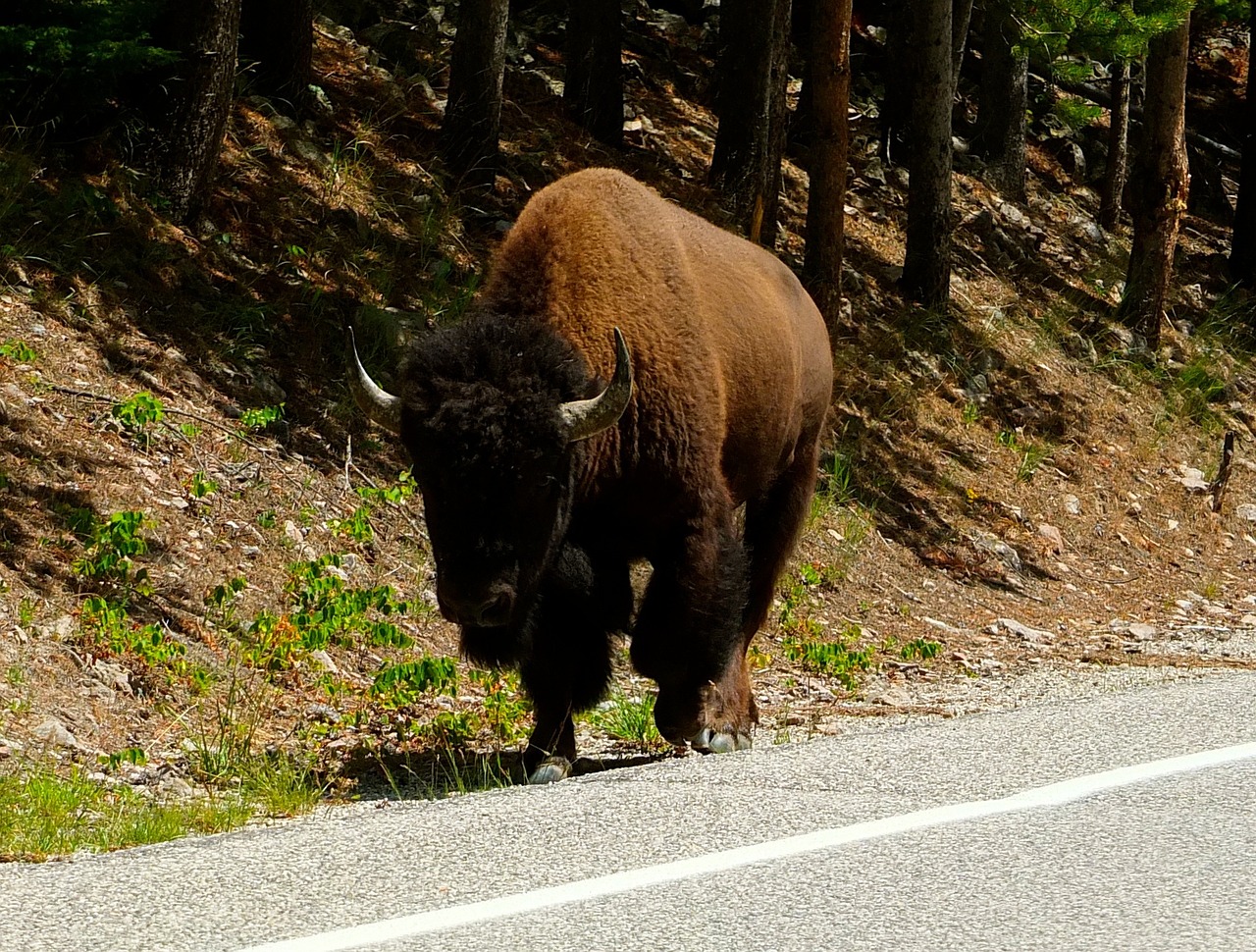 bison montana yellowstone free photo