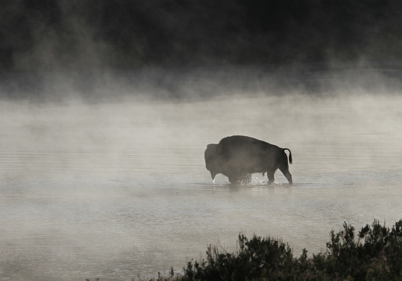 bison buffalo bull free photo