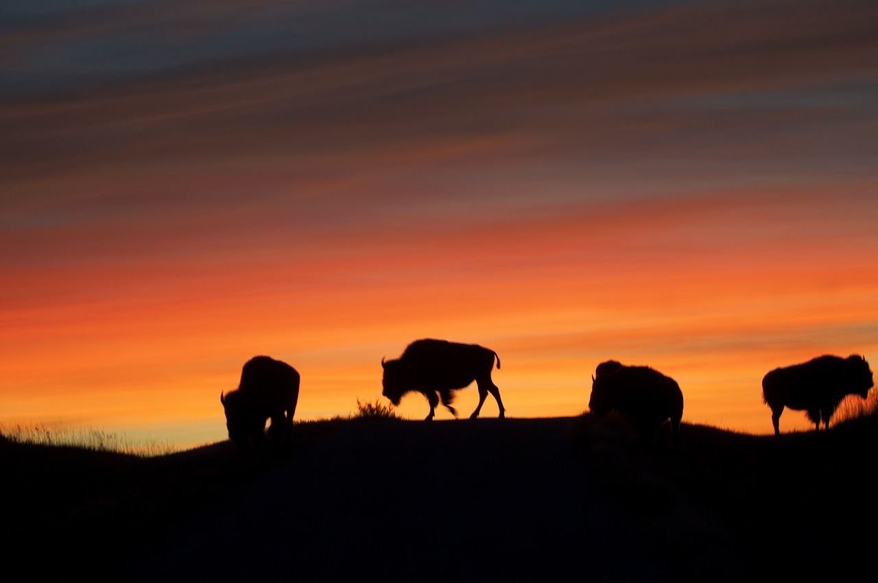 bison buffalo sunrise free photo