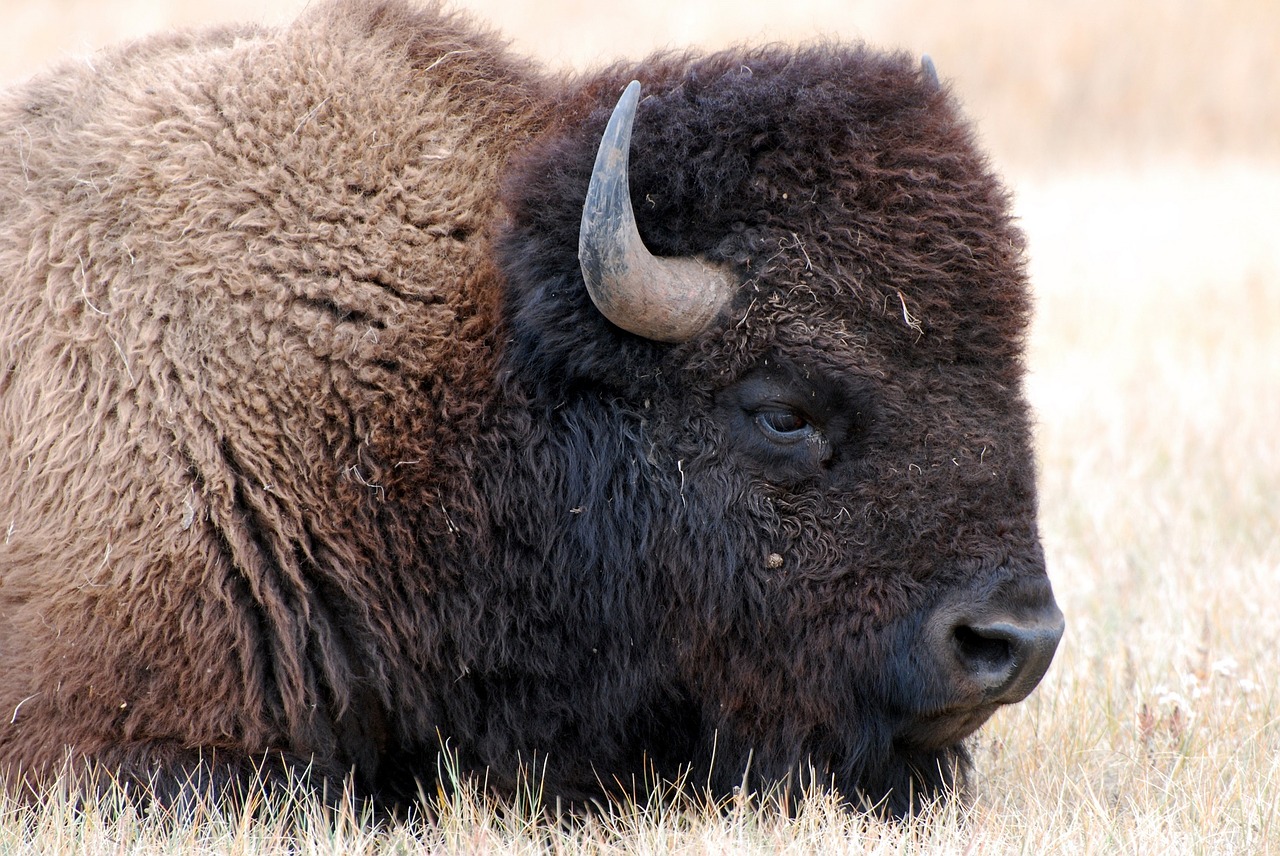 bison buffalo american free photo