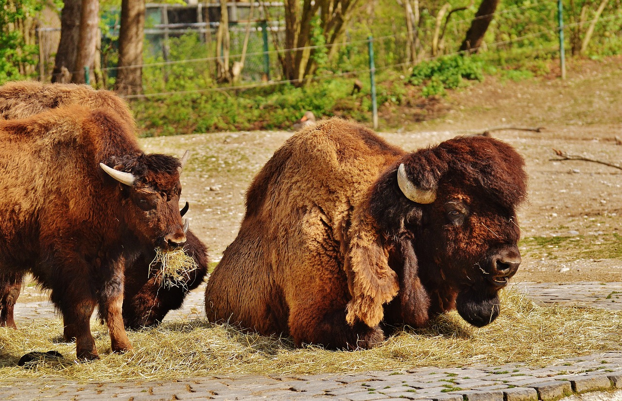 bison wild animal animal world free photo