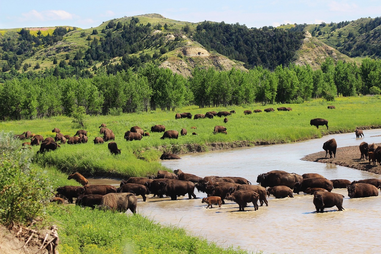 bison buffalo herd free photo