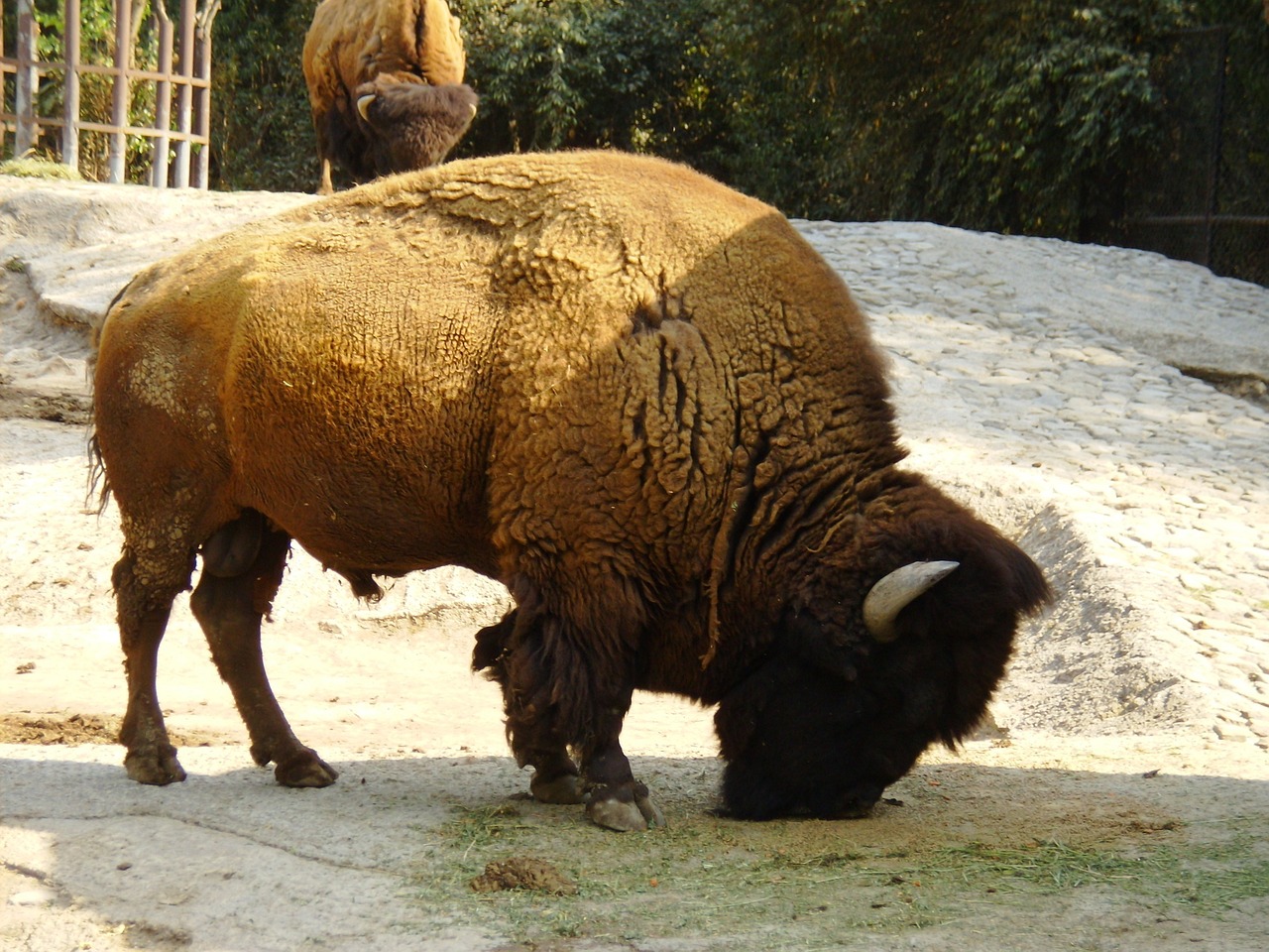 bison buffalo wildlife free photo