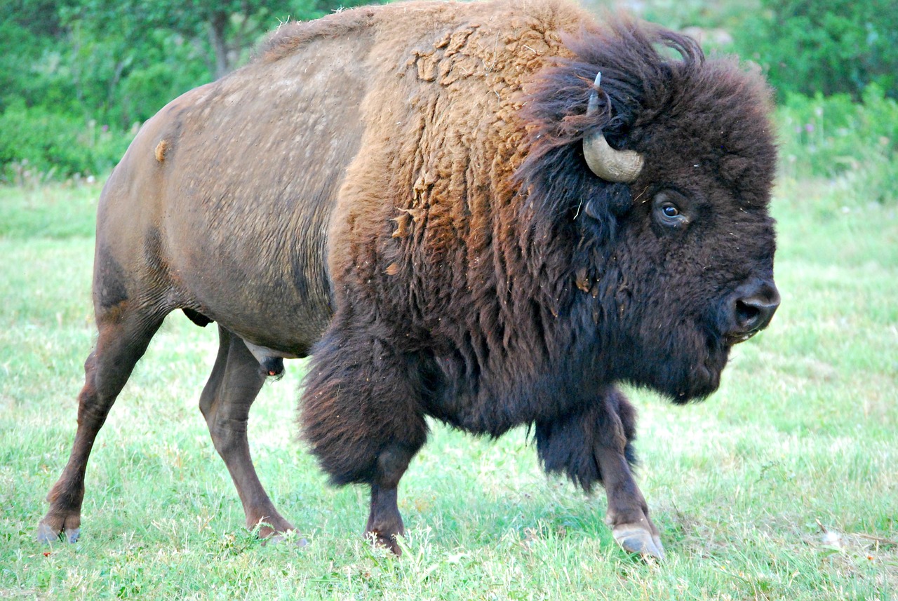 bison buffalo male buffalo free photo