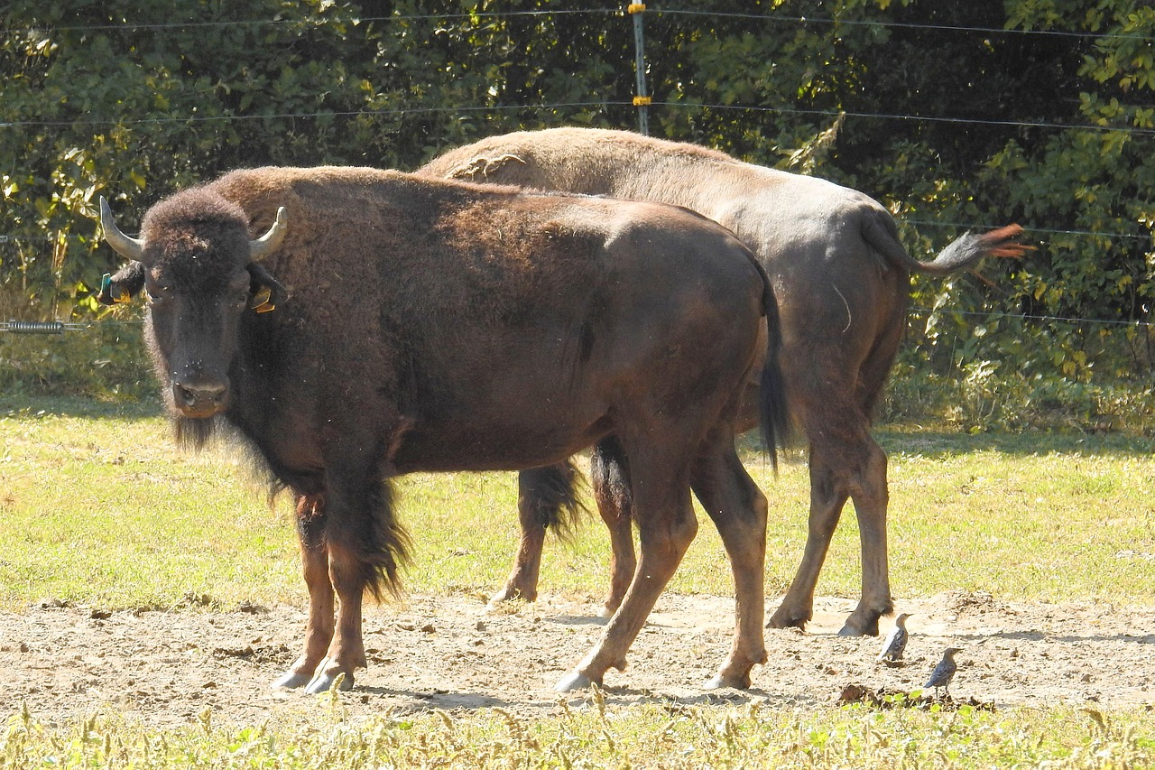 bison wild american buffalo free photo