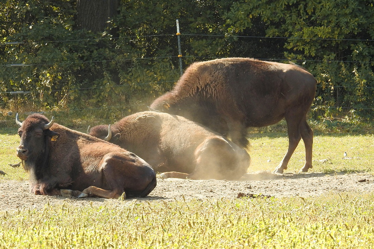 bison wild american buffalo free photo