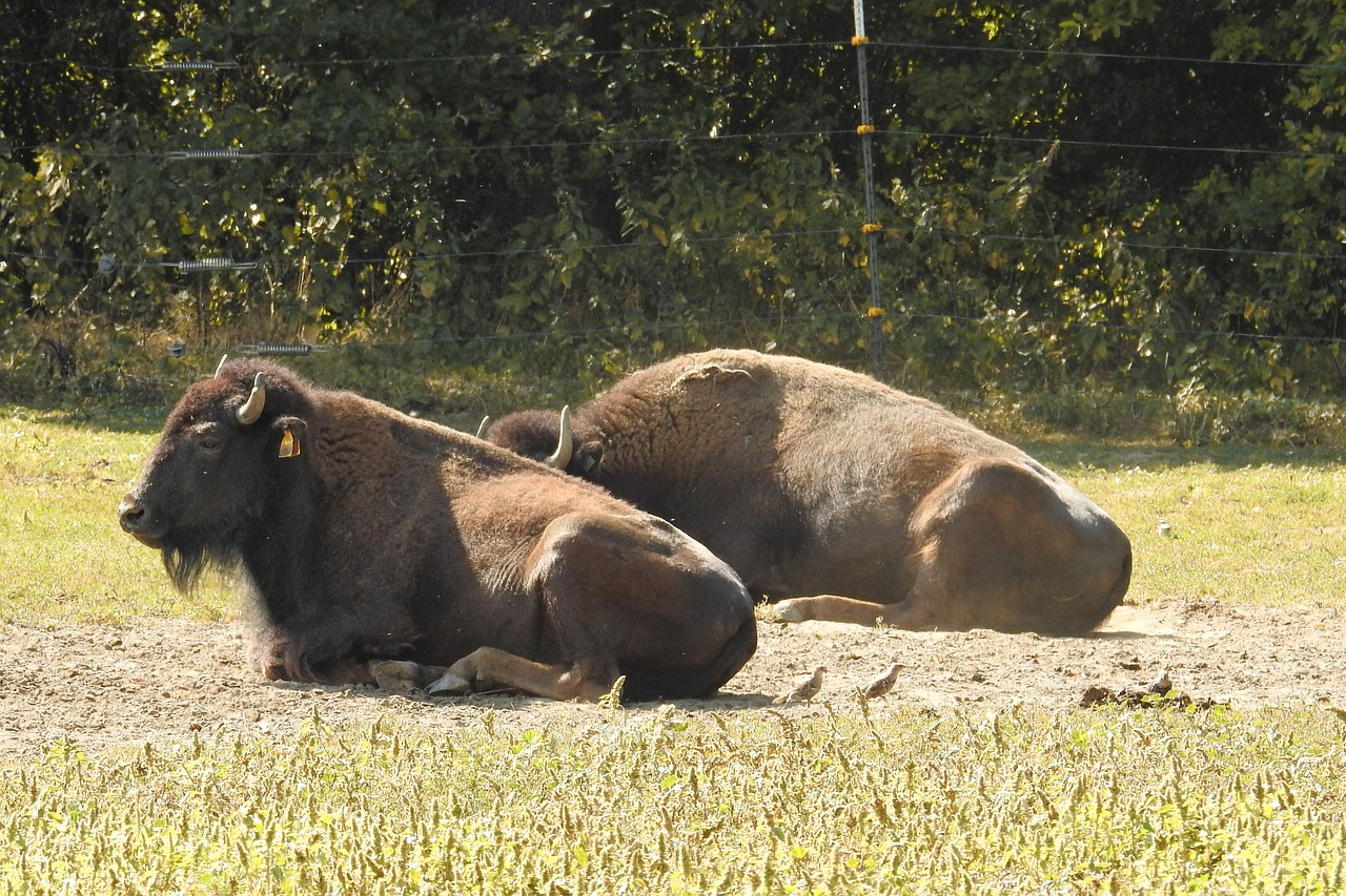 bison wild american buffalo free photo