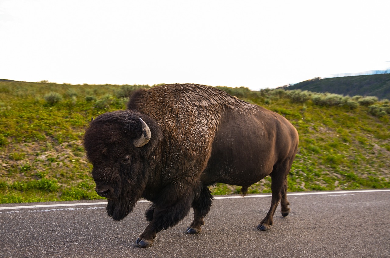 bison usa wyoming free photo
