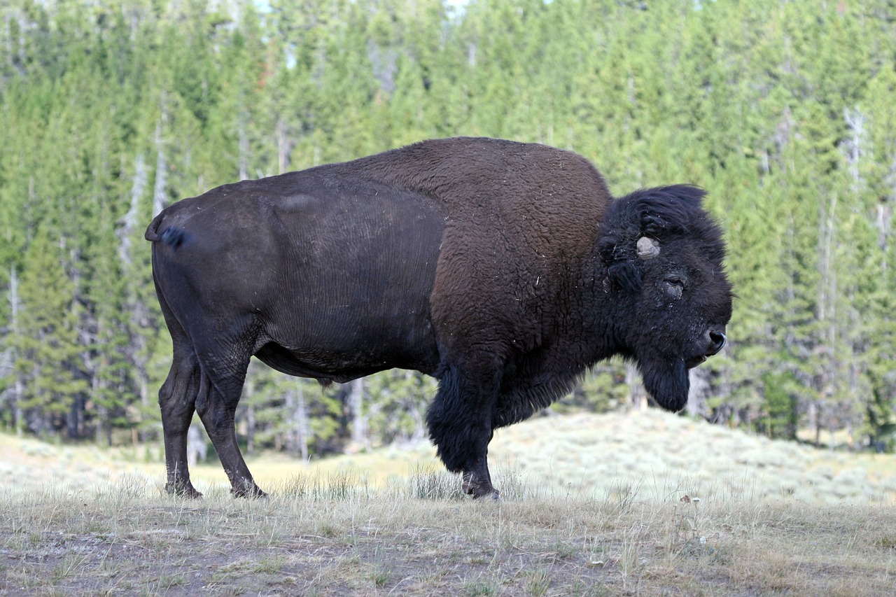 bison yellowstone america free photo